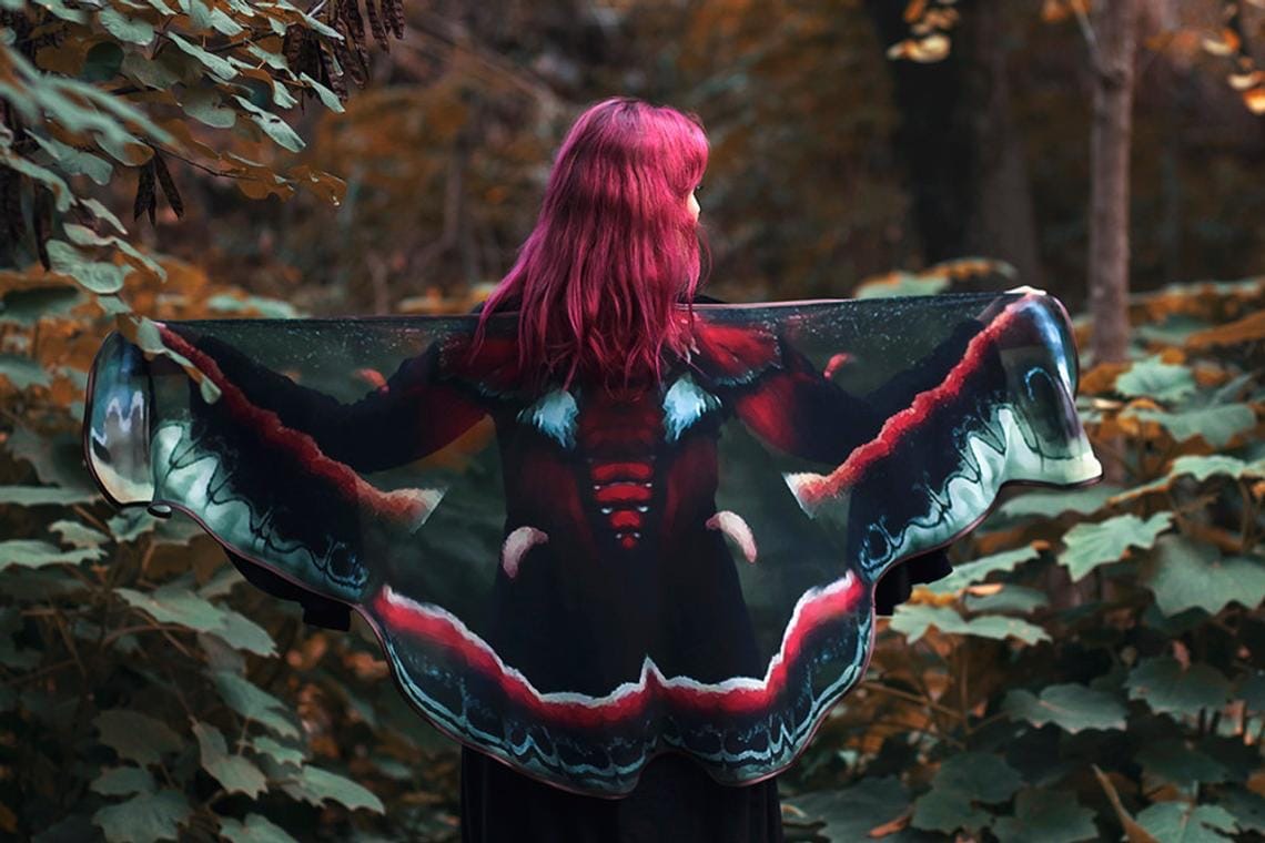 Alas de polilla de cecropia de Costurero Real